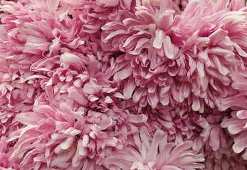 Background of Artificial Pink Chrysanthemum Flowers