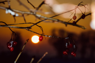 winter landscape with rich snowflake and red darts