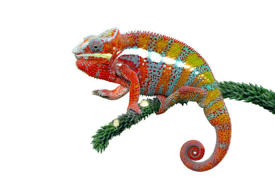 Panther chameleon sitting on branch against white background