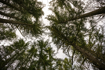 Forest Trees Above
