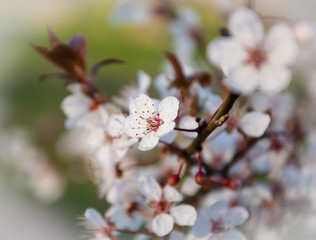 Fruit tree blossoms background. Blur. Selective focus and shallow depth of field. 