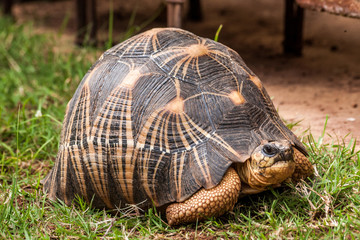 Radiated tortoise