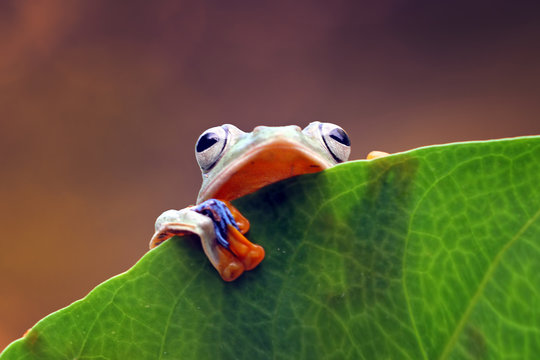 Flying Tree Frog On A Leaf