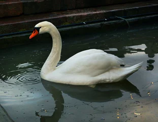 big white nothern swan swimming in the lake