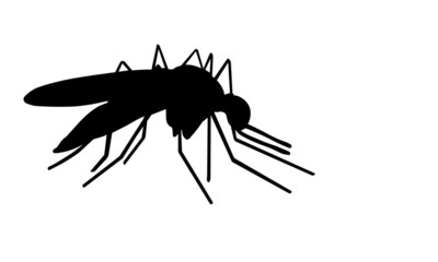 Mosquito