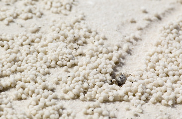 beach crab markings