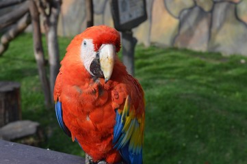 Guacamaya Bandera