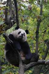 Obraz na płótnie Canvas Fluffy Playful Giant Panda in China