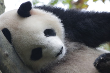 Close-up Sleeping Giant Panda ,China