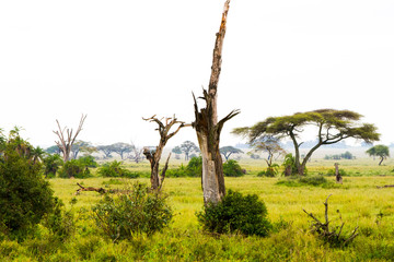 Serengeti National Park, Tanzanian national park in the Serengeti ecosystem in the Mara and Simiyu regions