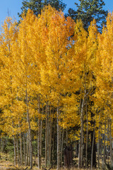 Aspen Trees in the White Mountains Arizona in Autumn