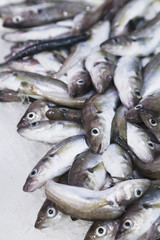 Fresh fish on the market of Istanbul, Turkey.