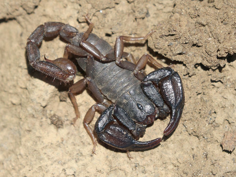 Northern Scorpion on Dirt