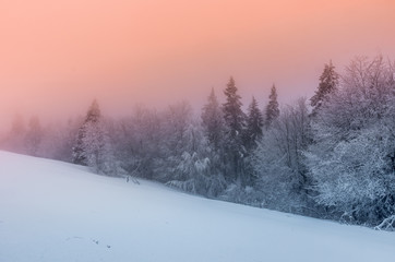 Winter forest in Beskidy mountains, Poland