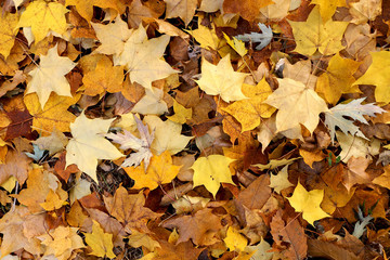 Fototapeta na wymiar Yellow and brown autumn leaves on the ground