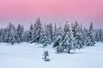 Naklejka premium Winter forest in Beskidy mountains, Poland