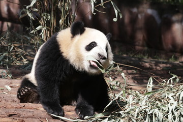 Obraz premium Fluffy Little Giant Panda , Chengdu Panda Base,China