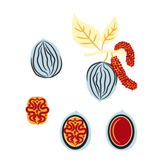 Blue and red stylized walnut vector illustration. Cartoon style nut snack plant.