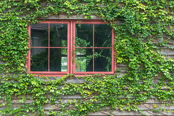 Fototapeta na wymiar Fresh evergreen foliage trees surrounding red window frame and ivy covered wall vintage house
