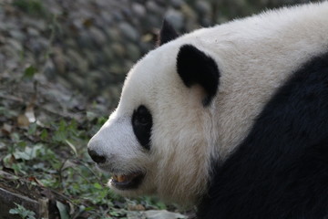 Fototapeta na wymiar Close-up Giant Panda's Face, Chengdu Panda Base