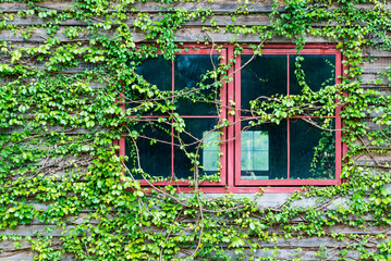 Fresh evergreen foliage trees surrounding red window frame and ivy covered wall vintage house