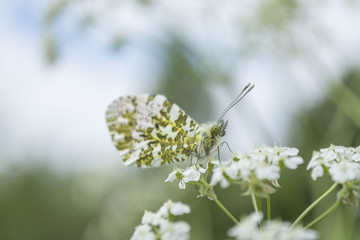 flower with butterfly on green field