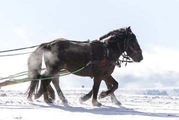 black work horses on snow running. horse  gallop