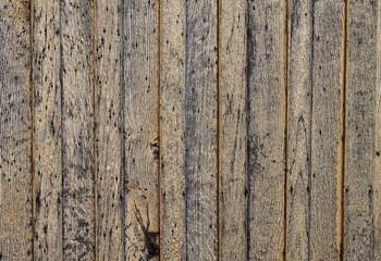 Tree wall background