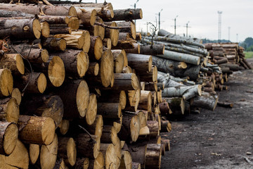 cut trees background