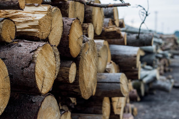 cut trees background