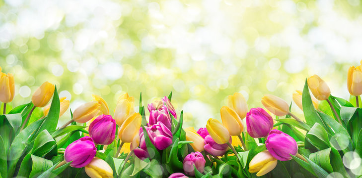 Frühlingshintergrund Tulpen Wiese Licht Bokeh