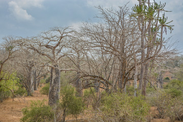 African savanna landscape with vegetation