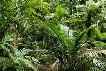 Greenery in tropical jungle