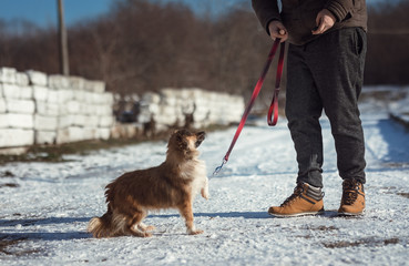 Young man walks his dog in a leash on the snow in the shining sun of winter
