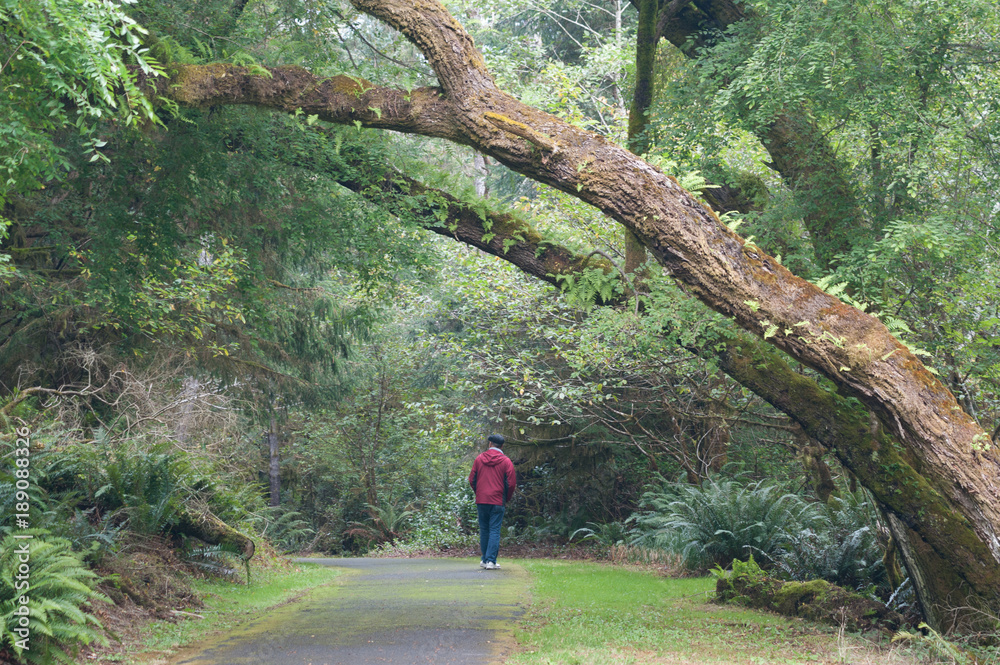 Wall mural a man in a red jacket walking under large arching trees covered with ferns