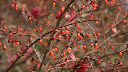Bare winter branches with orange berries