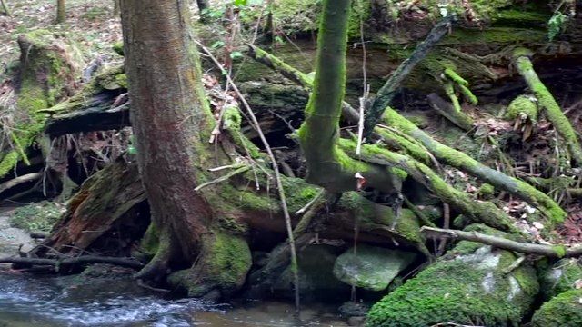 Large fallen trunk of spruce, fir in the woods, Maroltova jelka, mountain river, stream, creek with rapids