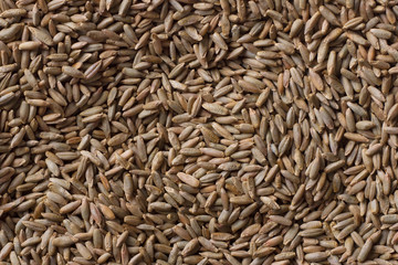 Seeds of rye for germination, grains closeup