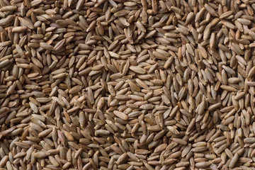 Foto op Canvas Seeds of rye for germination, grains closeup © olepeshkina