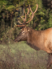 Elk