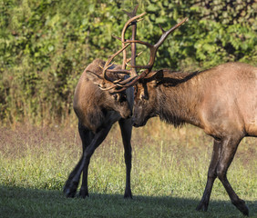 Elk