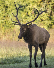 Elk