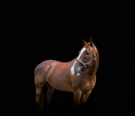 Fototapeta na wymiar Portrait of Chestnut Horse