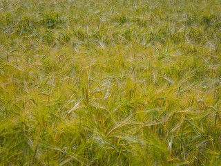 Wheat field in green