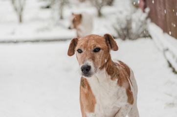 cute fox terrier dog portrait in snow winter