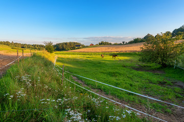 Summer pasture with horse, green fields and blue sky.