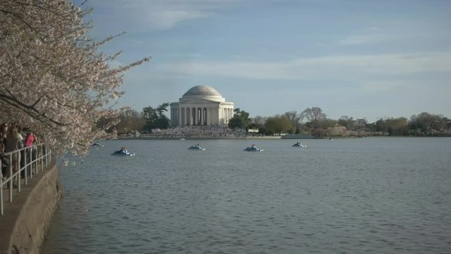 paddle boats on the tidal basin with washington's thomas jefferson memorial in the background