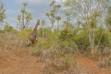 Green frican wild savanna with giraffes
