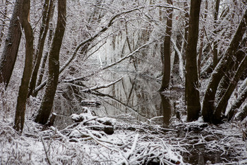 Winter forest with creek