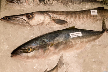 frish fish witih ice cubes: mackerel